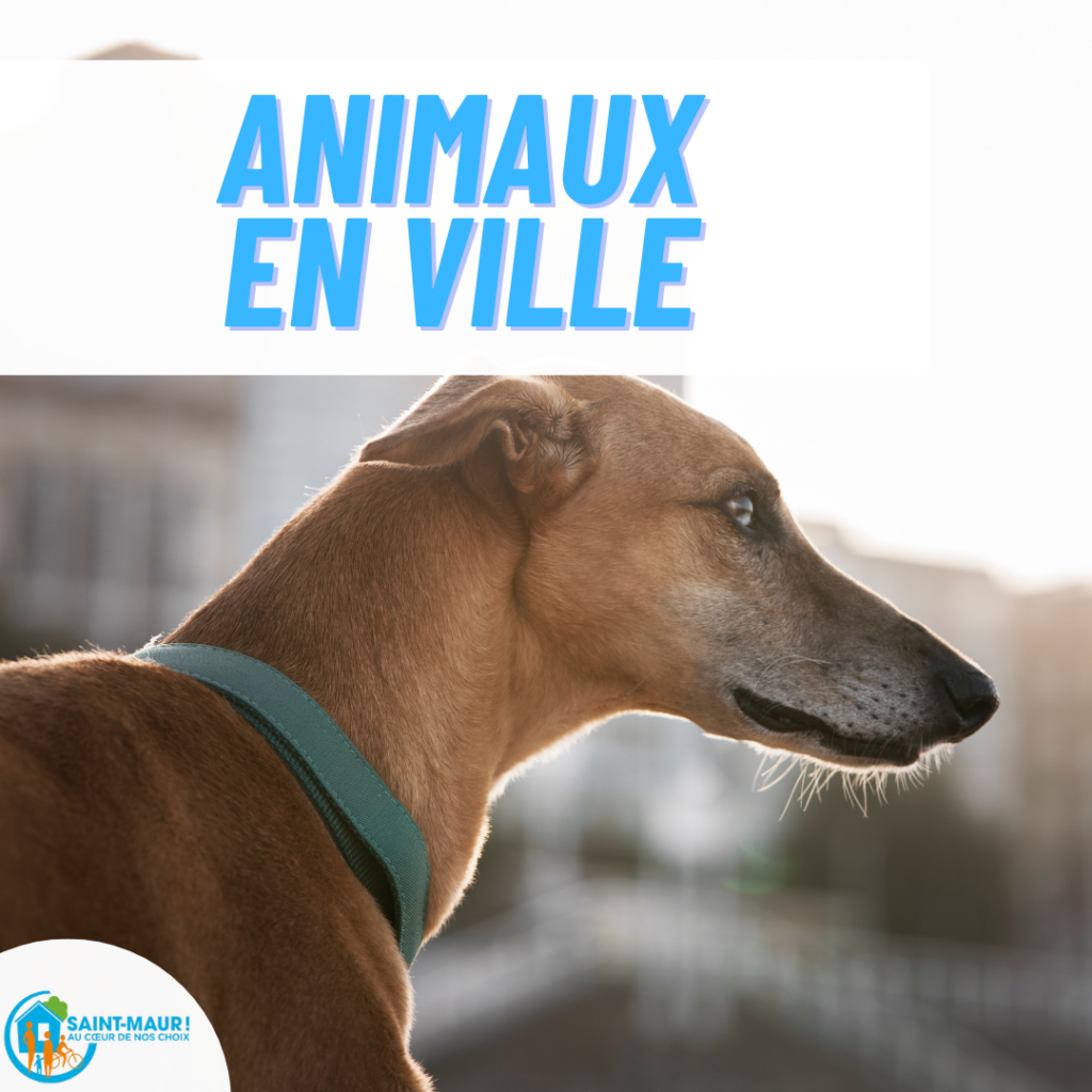 votre texte de paragraphe (12)